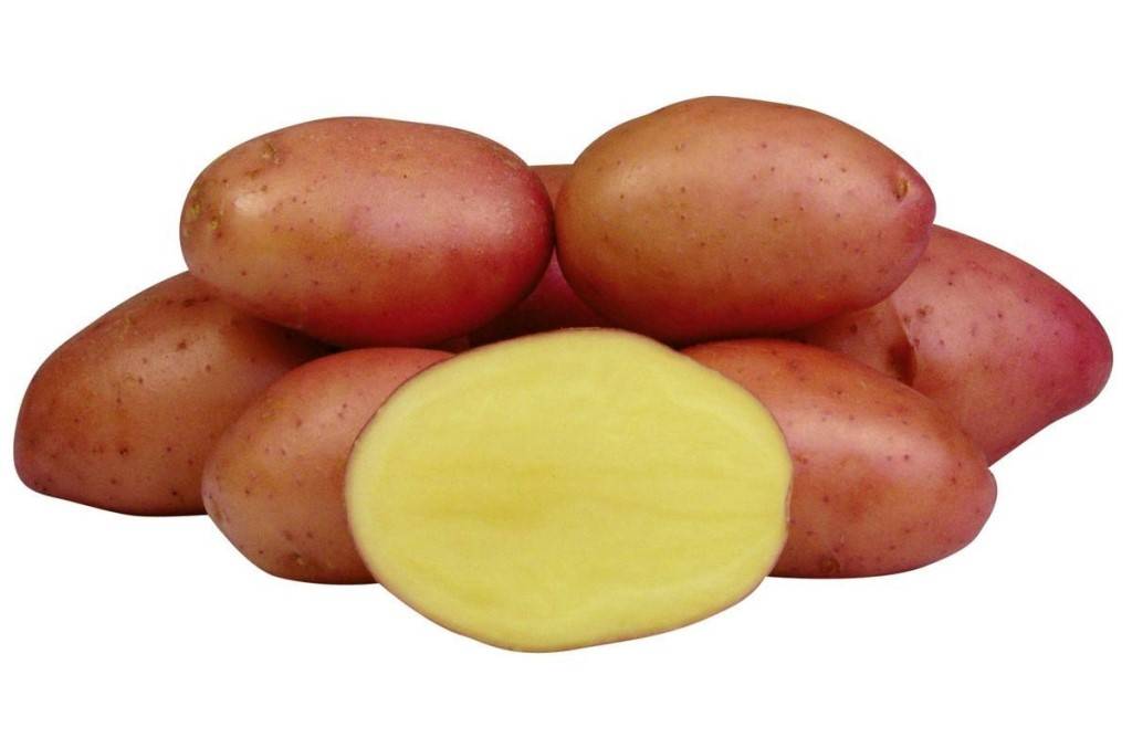 Картофель розалинд