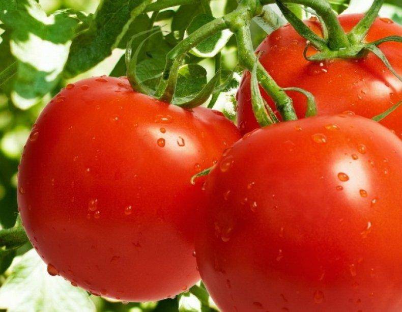 Описание сорта томата торквей и его характеристики