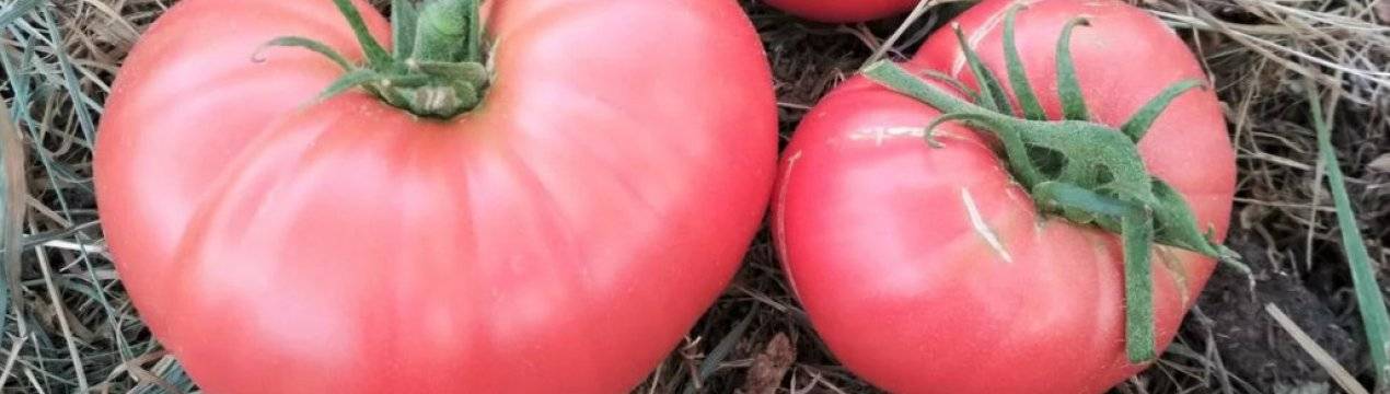 Томат розовый гигант (малиновый гигант): описание сорта и характеристика помидор, выращивание