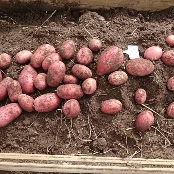 Картофель жуковский описание сорта отзывы