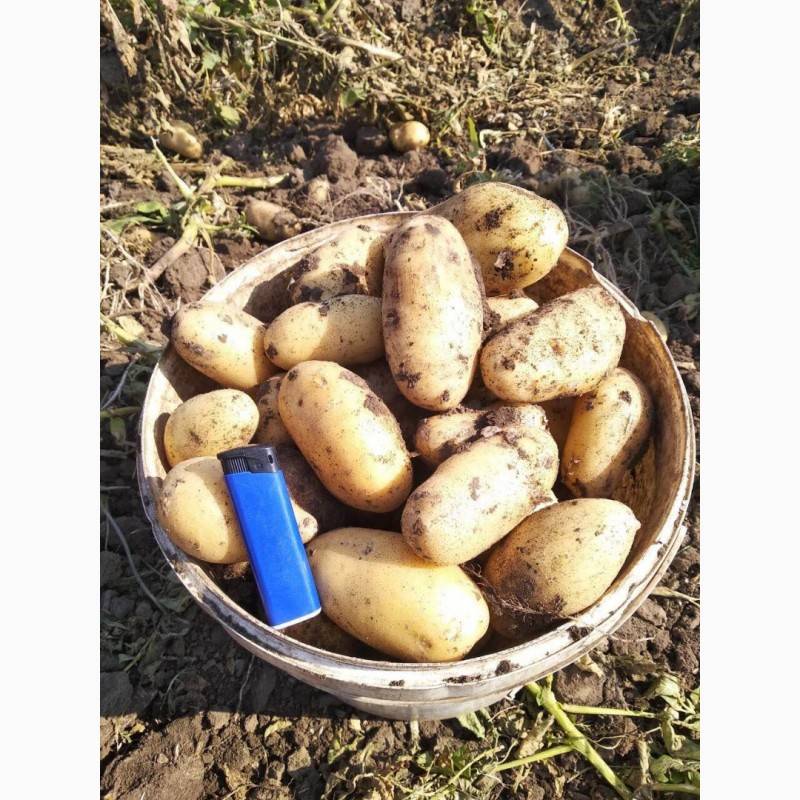 Немецкие сорта картофеля гранола и витара: характеристика ранних корнеплодов
