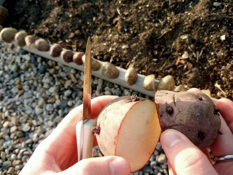 Подготовка картофеля к посадке: основные правила и способы проращивания