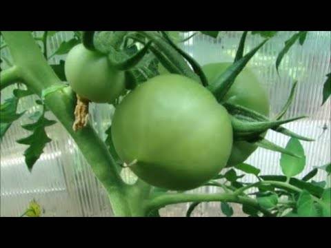 Почему опадают цветы у помидоров в теплице, как спасти урожай