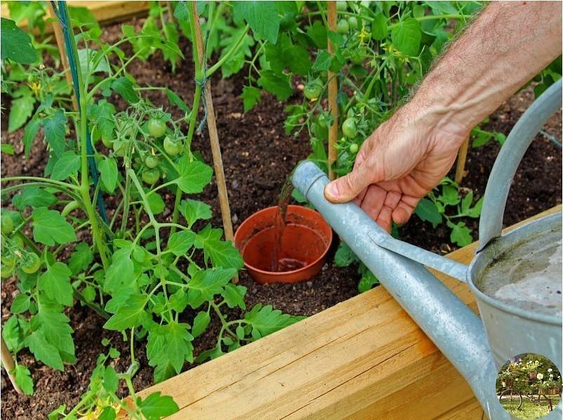 Как правильно поливать помидоры в открытом грунте методы полива отзывы