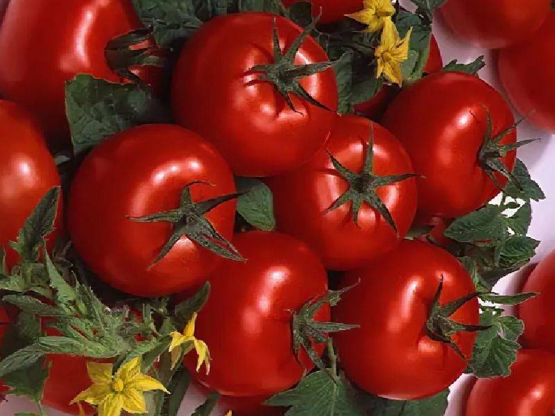 Низкорослые томаты для открытого грунта без пасынкования