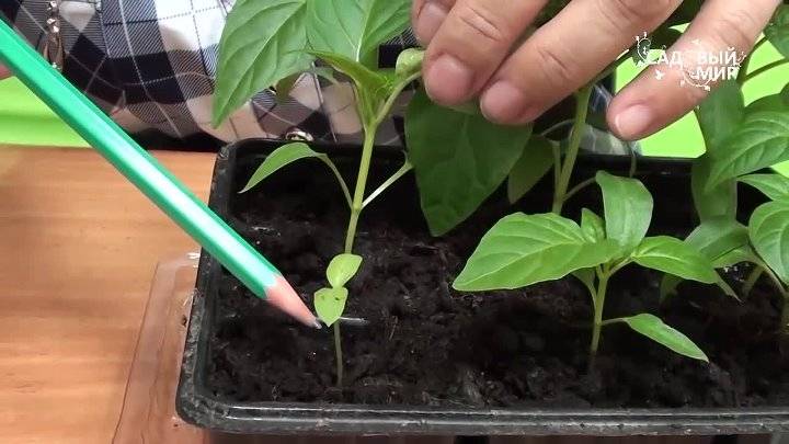 Черная ножка у рассады томатов: что делать, причины, как избавиться, чем обработать рассаду
