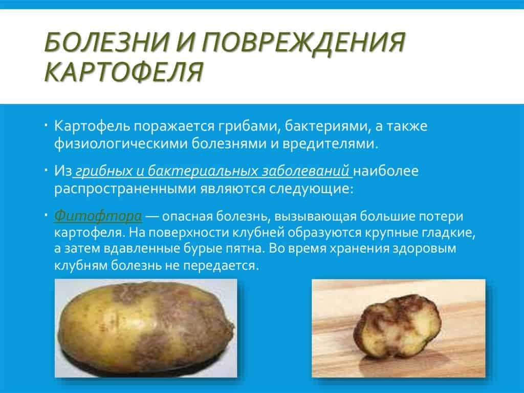 Болезни картофеля: фото, описание и способы лечения