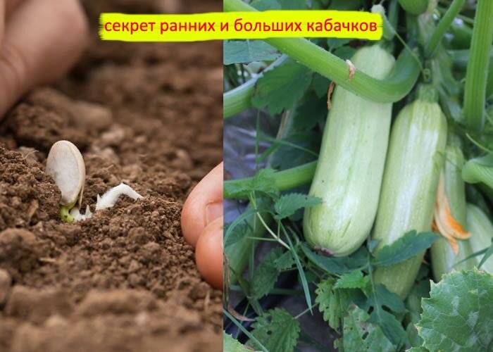 Выращивание кабачков и уход за ними русский фермер