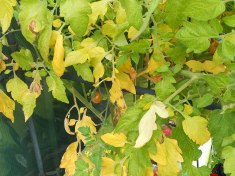 Почему желтеют листья томатов? рассмотрим причины пожелтения листвы томатов в теплице и в открытом грунте, а также необходимые меры по устранению пожелтения листьев