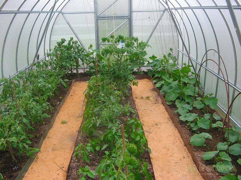 Выращивание в одной теплице перца и помидорами