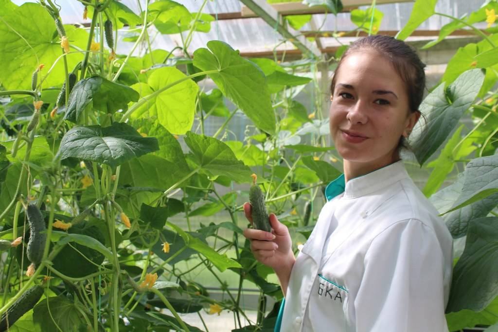 Обработка огурцов зеленкой: зачем опрыскивают огурчики, как обработать их правильно в открытом грунте и теплице, нюансы использования народного средства