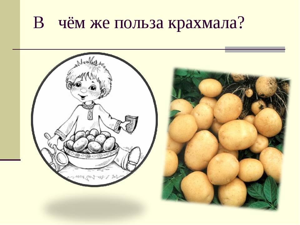 Применение картофельного крахмала в народной медицине