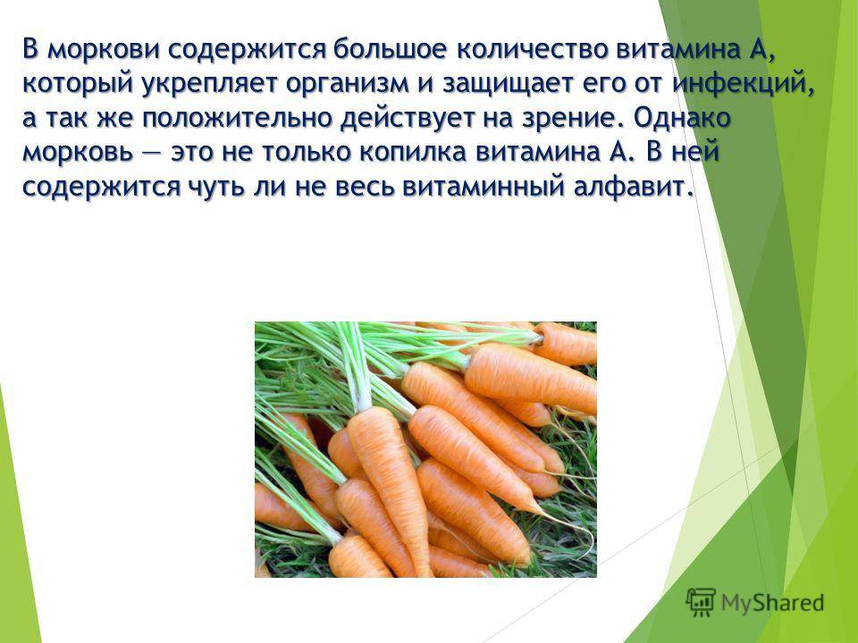Свойства моркови как овоща и фрукта