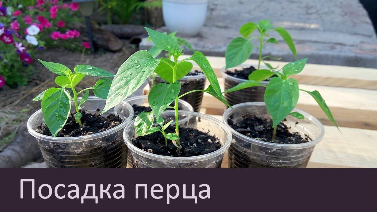 Посадка перцев на рассаду: сроки посадки, проращивание семян, уход за саженцами