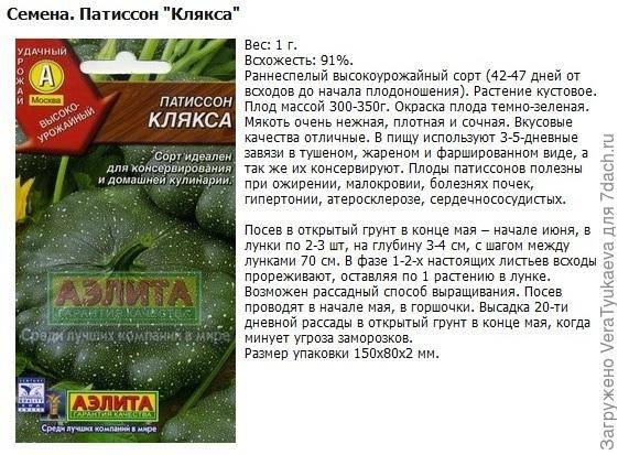 Цукини и кабачок: в чем разница