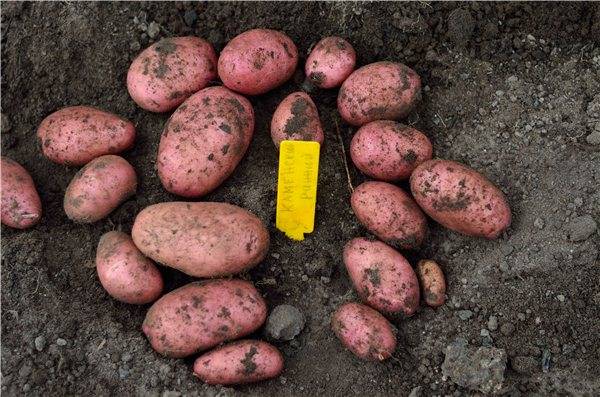 Сорта картофеля для центрально-черноземного региона: список