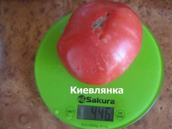 Томат киевлянка: описание крупноплодного сорта и урожайность с фото