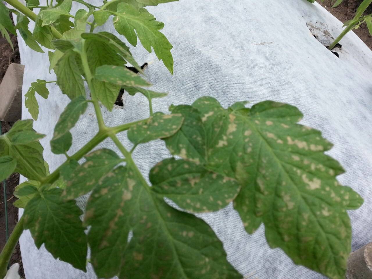 Почему появляются белые пятна на листьях рассады помидор