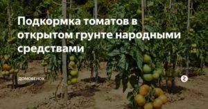 Лучшие удобрения для томатов: какое питание идеально подойдёт для рассады и тепличных помидоров, а также как получить самый богатый, здоровый и вкусный урожай русский фермер