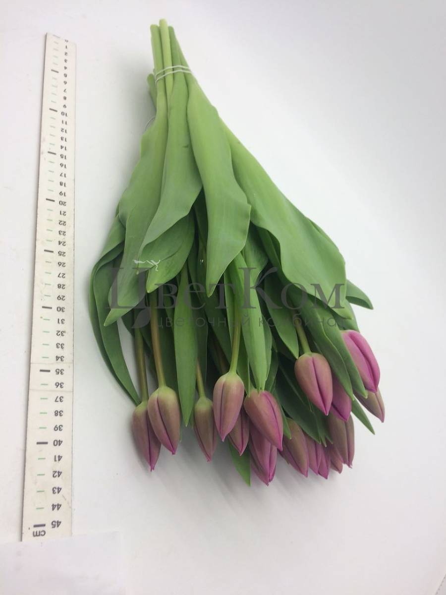 Тюльпан барселона — удивительно красивый цветок