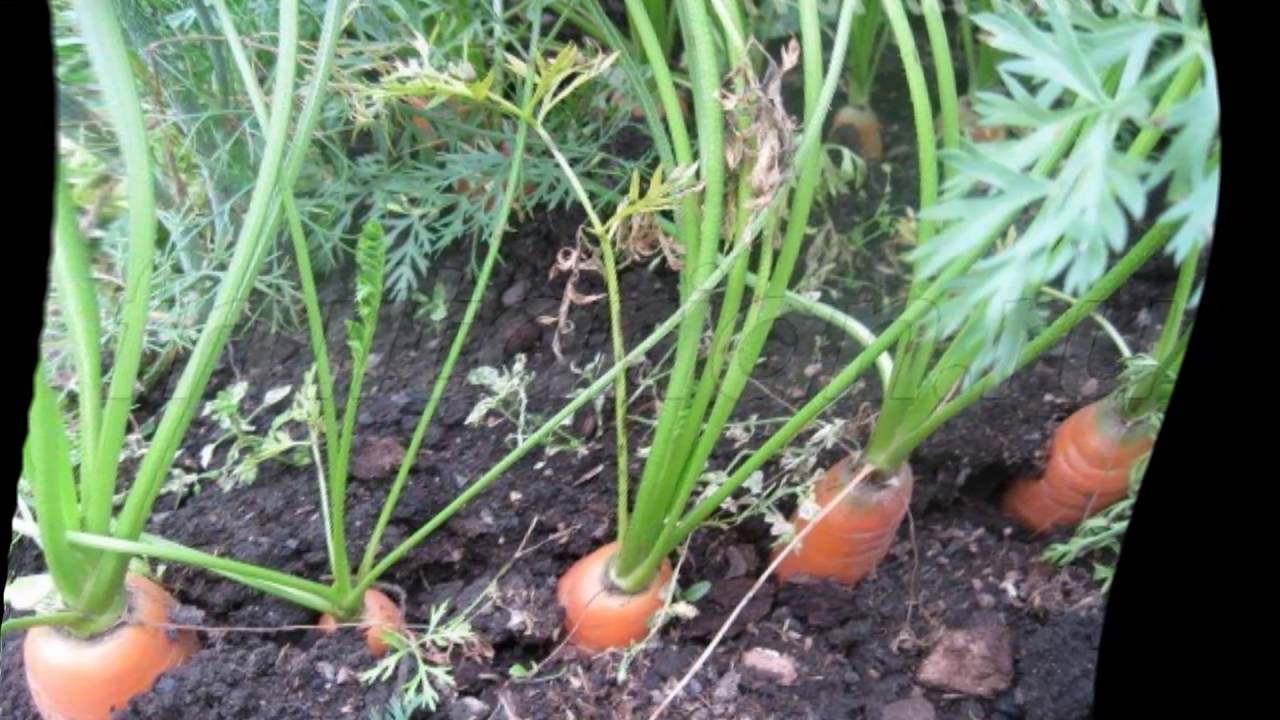 Как поливать морковь в открытом грунте правильно: чем можно и нужно после посадки, чтобы быстрее взошла и лучше росла, как и сколько раз надо для ухода в дальнейшем? русский фермер