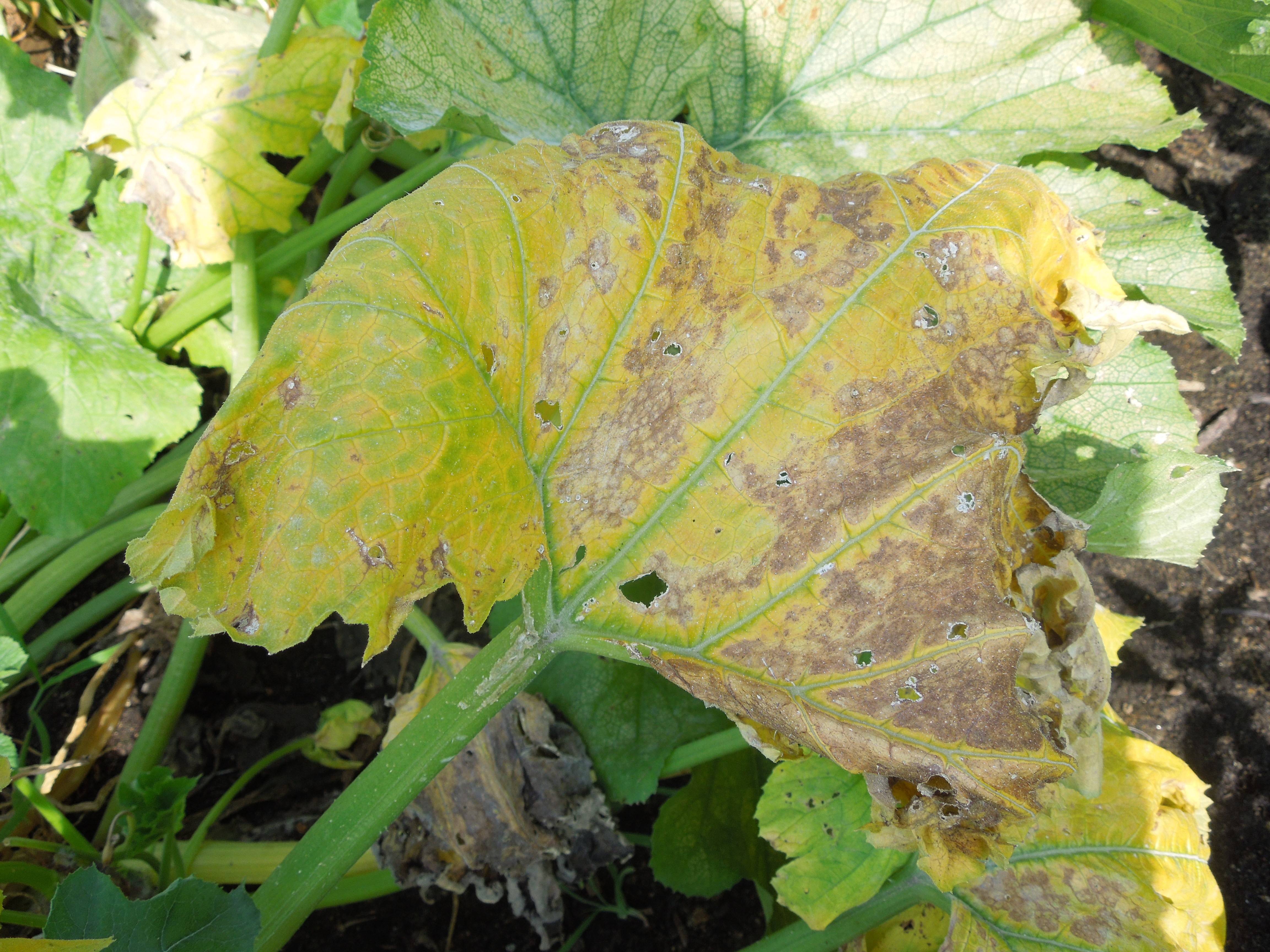 Болезни листьев у тыквы: почему они желтеют, скручиваются, сохнут, появляются белые пятна, фото, способы лечения и необходимые подкормки