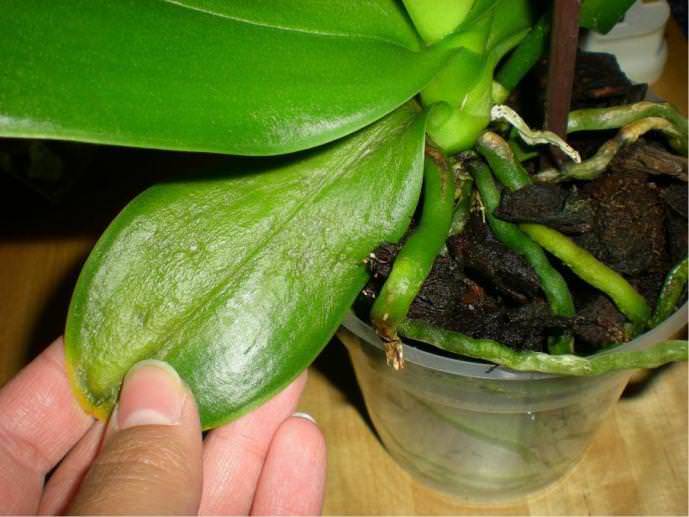 Липкие капли на листьях орхидеи: что делать, если на цветке появился липкий белый налет? как лечить орхидею? причины возникновения болезни