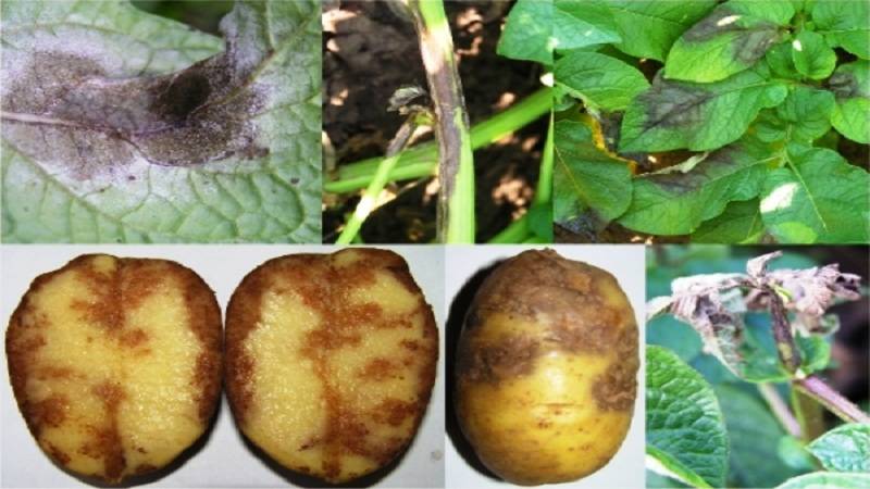 Болезни картофеля — знай врага в лицо и как с ним бороться