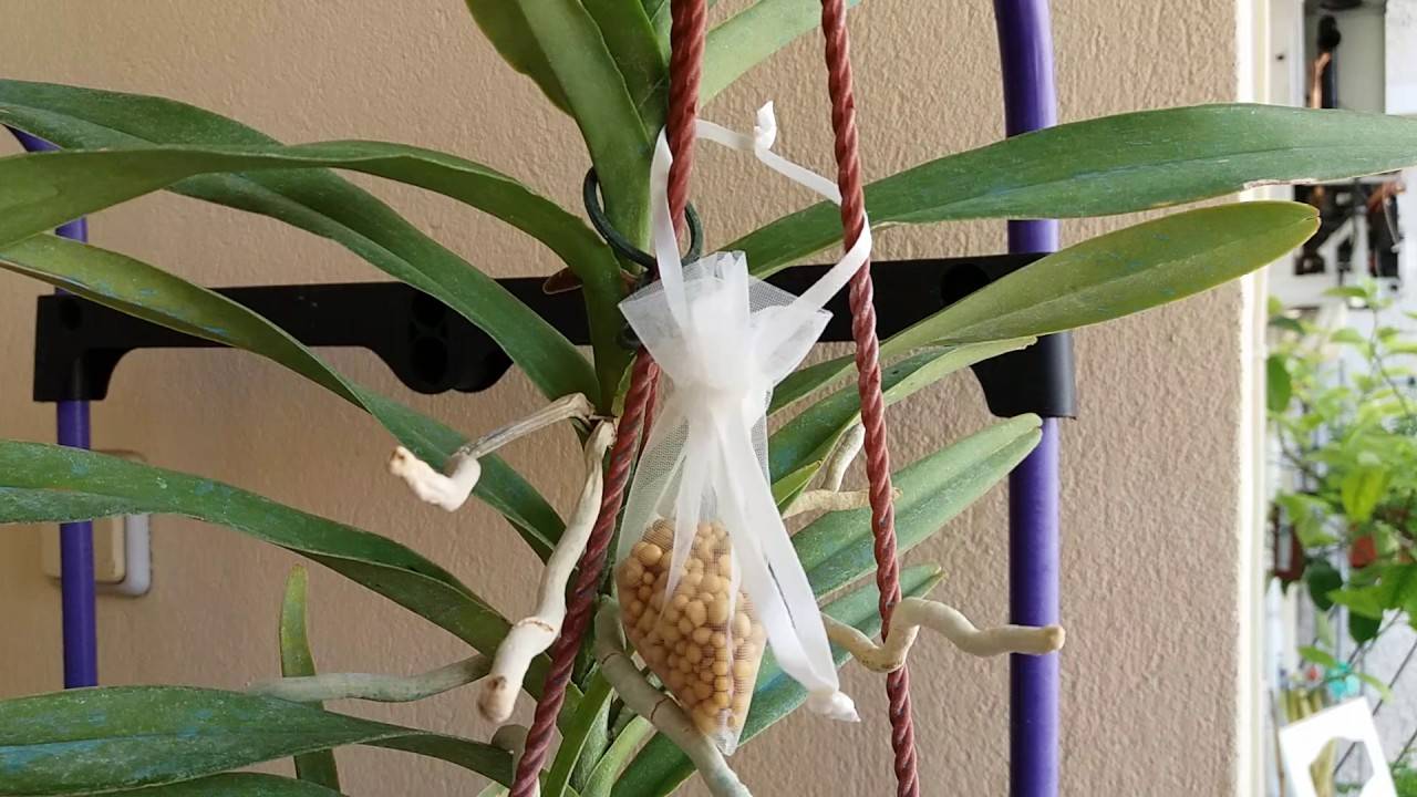 У орхидеи засохли корни: что делать с ними и как реанимировать сухую корневую систему, видео по теме