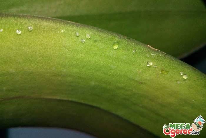 Липкие листья у фаленопсиса: фото, болезни и их лечение, а также почему еще могут появиться капли и что делать, чтобы спасти орхидею? русский фермер