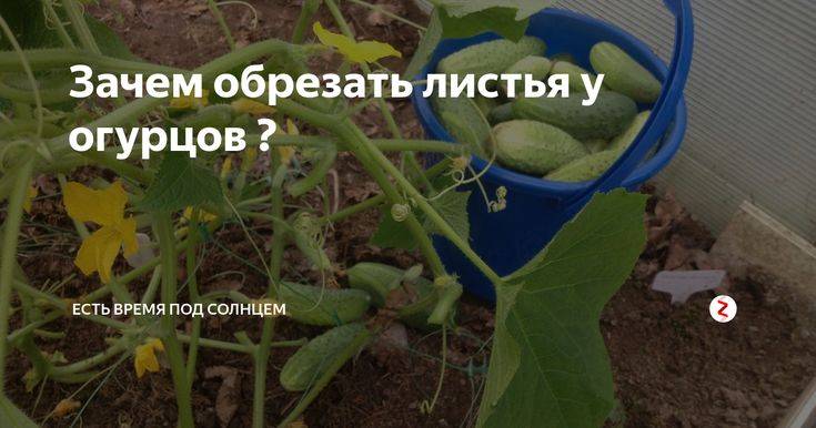 Надо ли и можно ли обрезать листья и стебли у кабачков?
