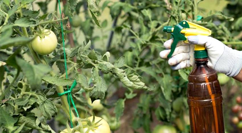 Как подкормить помидоры навозом: можно ли им удобрять
