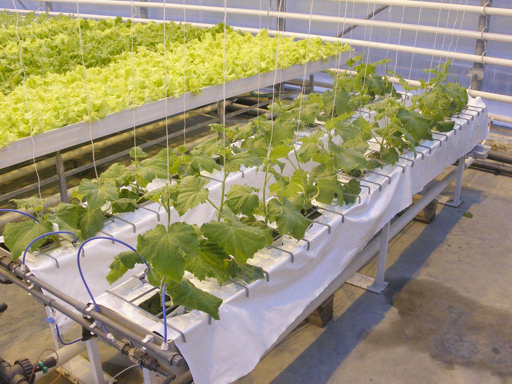 Выращивание помидоров на гидропонике в домашних условиях и теплице, видео и фото