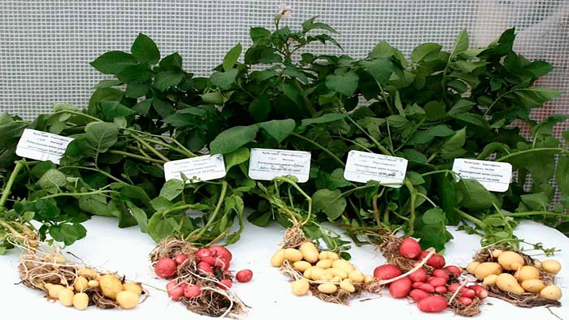 Cпособы выращивания рассады картофеля и их результативность: на заметку огороднику