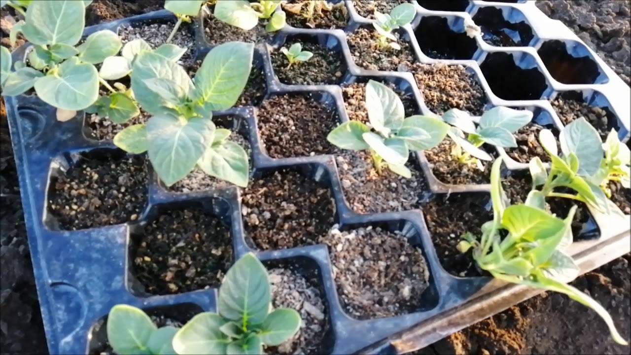 Выращивание картофеля из семян: видео — selok.info