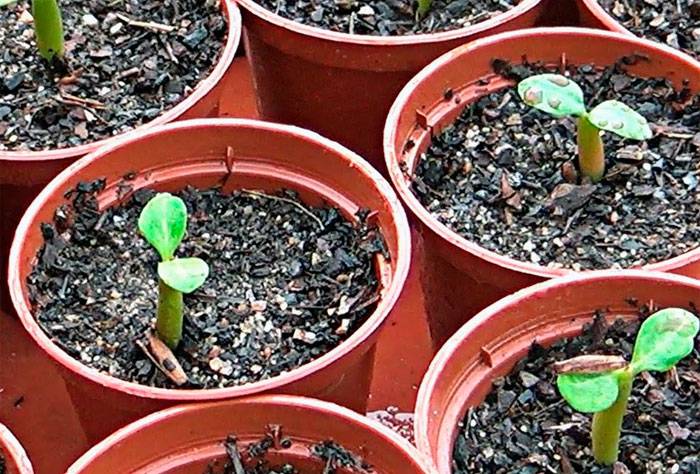 Выращивание адениума из семян в домашних условиях, посадка и уход + фото