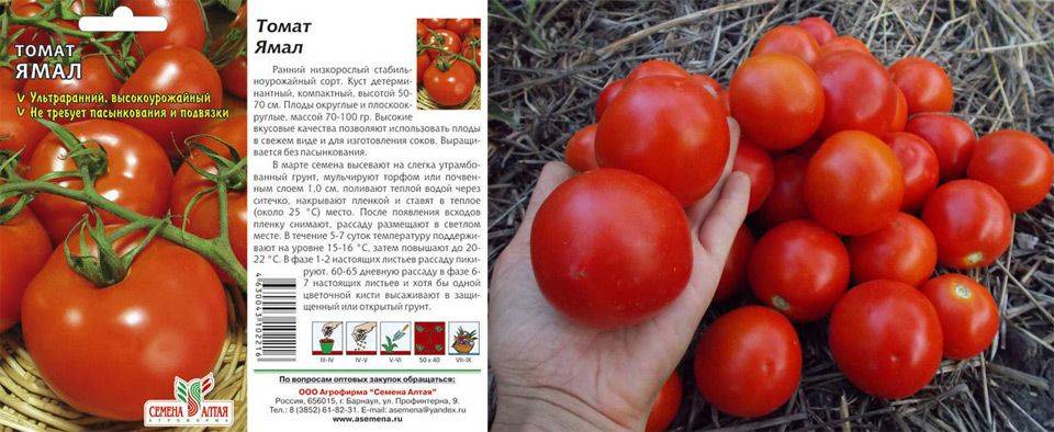 Сорта низкорослых томатов для открытого грунта: рекомендации по выбору для выращивания