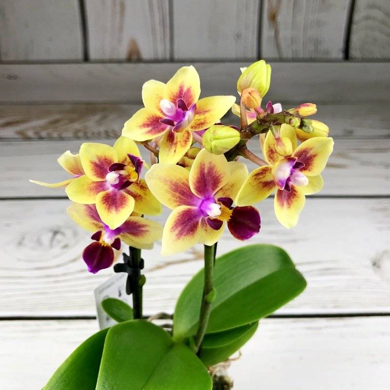 Желтые орхидеи (38 фото): виды и сорта с названиями. как выращивать фаленопсис в горшке?