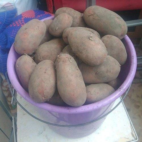 Картофель родриго - описание сорта, фото, отзывы, посадка и уход - журнал "совхозик"