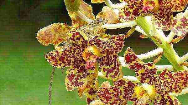Самая большая орхидея в мире: фото, отличительные черты и условия содержания цветка selo.guru — интернет портал о сельском хозяйстве