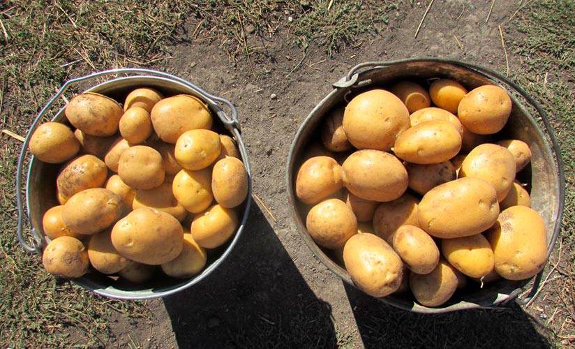 ᐉ сорт картофеля «зекура» – описание и фото - roza-zanoza.ru