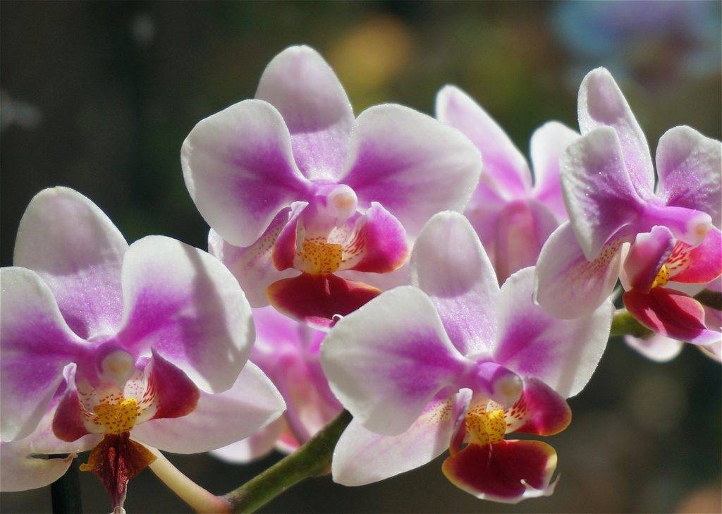 Сколько цветет орхидея раз в году: часто ли в домашних условиях бывает период, когда растение выпускает стрелку, а также как долго по времени это продолжается? selo.guru — интернет портал о сельском хозяйстве