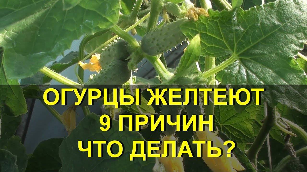 Почему сохнет завязь огурцов в теплице