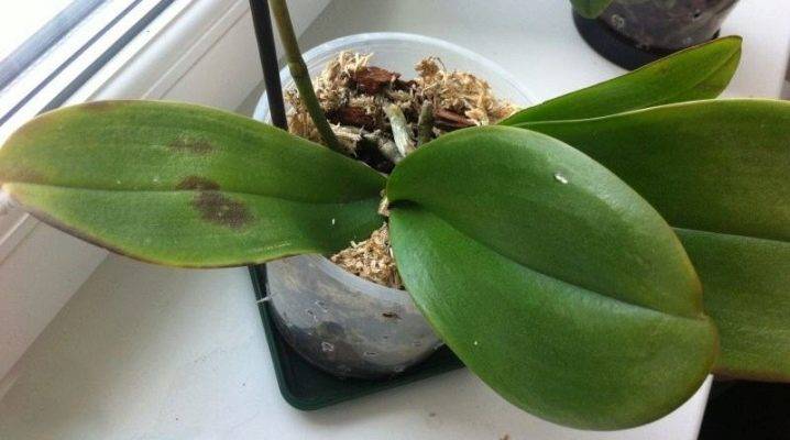 Почему на орхидее появились липкие капельки: 5 причин