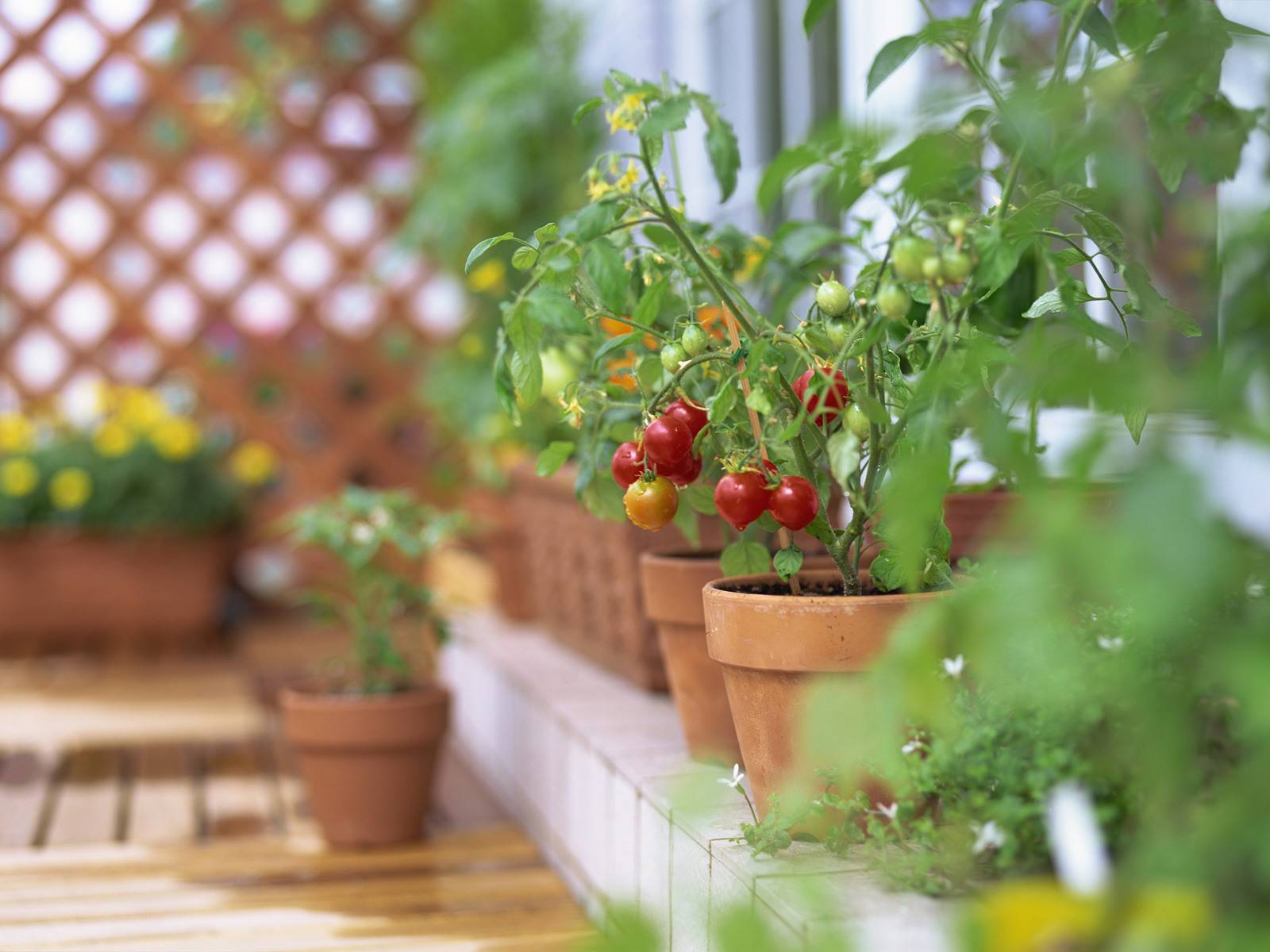 Как выращивать черри в домашних. Подоконные помидоры черри. Балконные томаты черри. Томаты черри на огороде. Помидорки черри на подоконнике.
