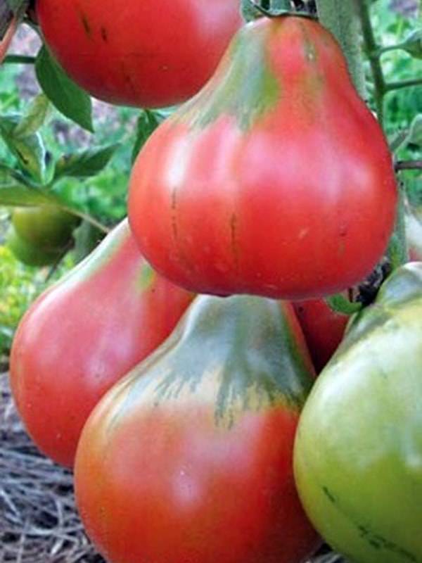 Оригинальный томат трюфель — особенности сорта и правила выращивания