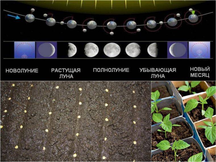Лунный календарь огородника и садовода на апрель 2021 года. благоприятные дни для посадки растений в апреле 2021 — мир космоса