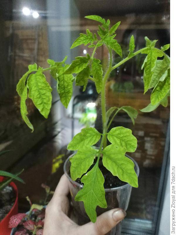 Что делать, если у рассады помидоров сохнут листья