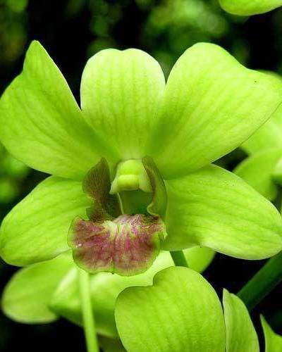 Синяя орхидея: фото, описание цветка, выращивание и правила ухода - sadovnikam.ru