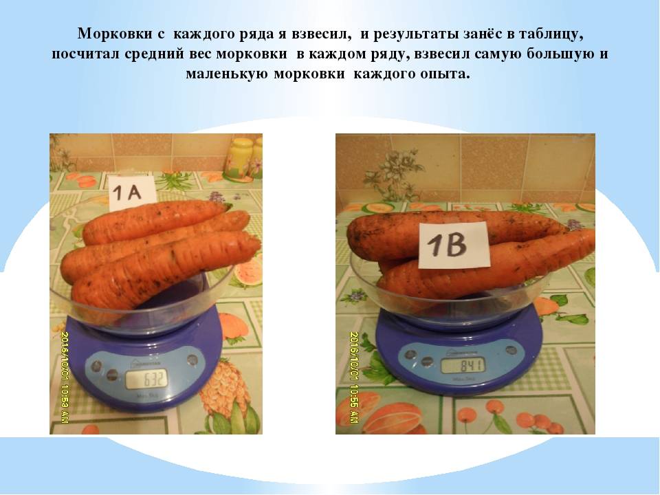 Сколько весит морковь среднего размера - мыдачники